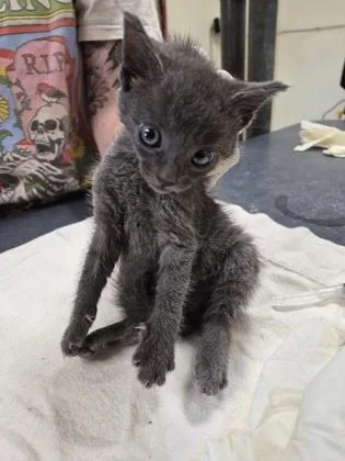 A baby small-sized male Domestic Short Hair cat named Chesnut for adoption in Clarks Summit, PA