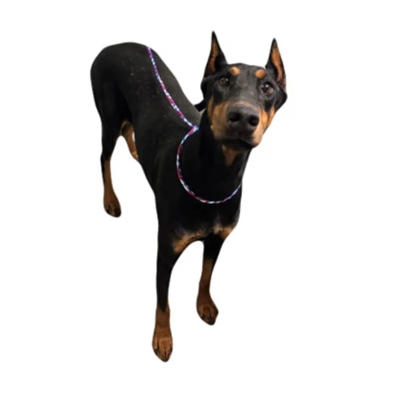 A young medium-sized female Doberman Pinscher dog named Henny for adoption in Red Bluff, CA