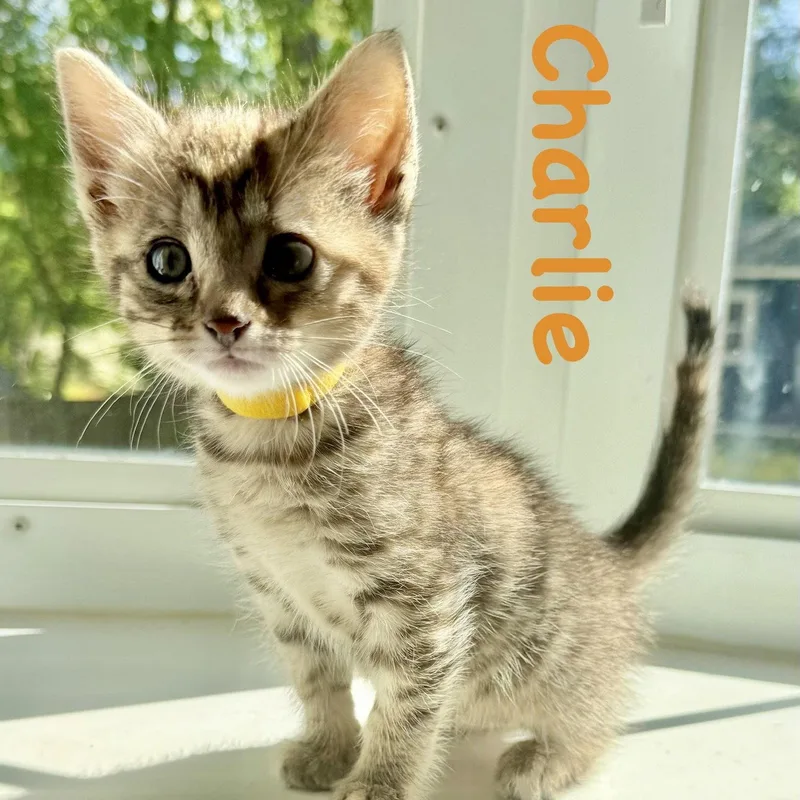 A baby medium-sized female Domestic Short Hair cat named Charlie for adoption in Reston, VA