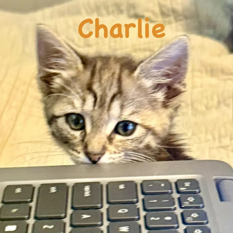 Charlie thumbnail 3