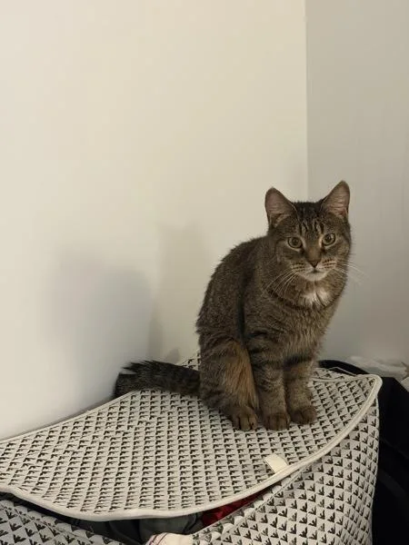 A young medium-sized female Domestic Short Hair cat named JackJack for adoption in Ridgewood, NY