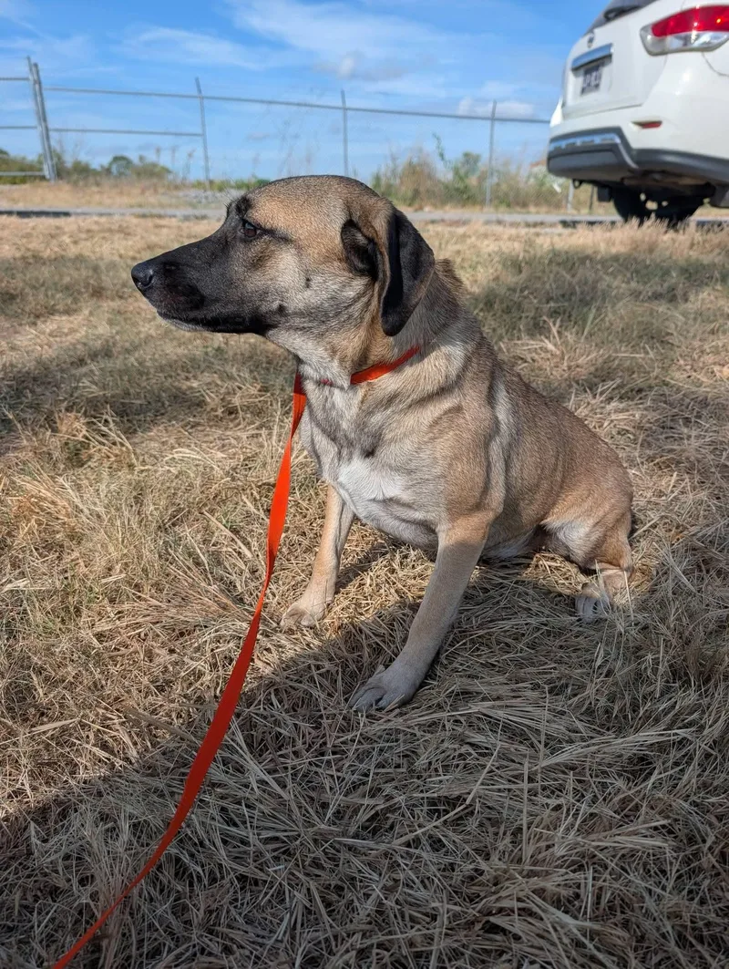 A baby medium-sized female German Shepherd Dog dog named Flower for adoption in Lewisburg, TN