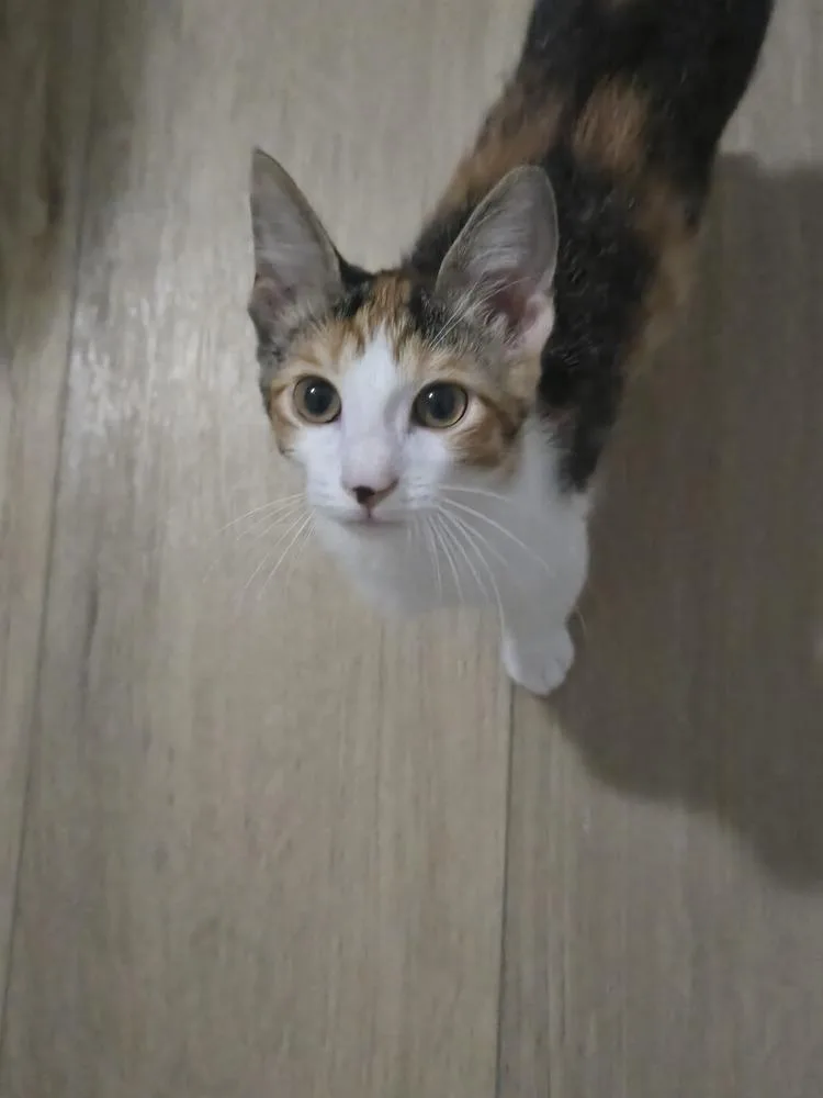 A baby small-sized female Brown / Chocolate Tabby cat named Talia for adoption in Dallas, TX