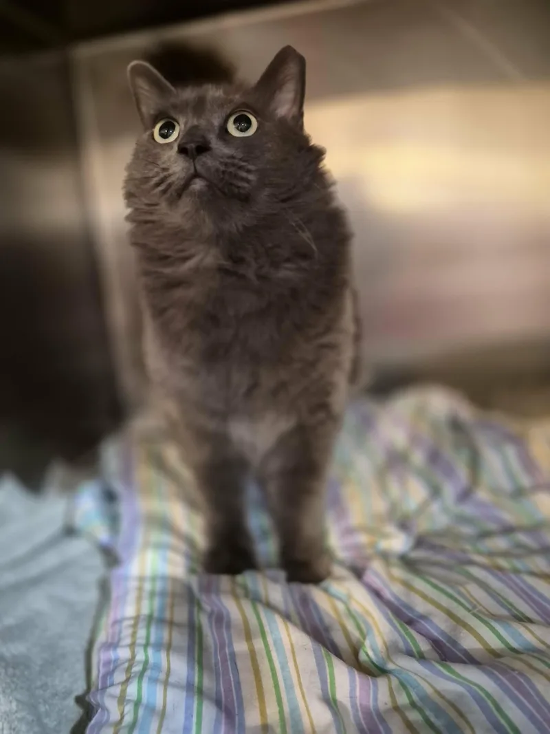 A young medium-sized female Gray / Blue / Silver Domestic Long Hair cat named Taila for adoption in West Palm Beach, FL