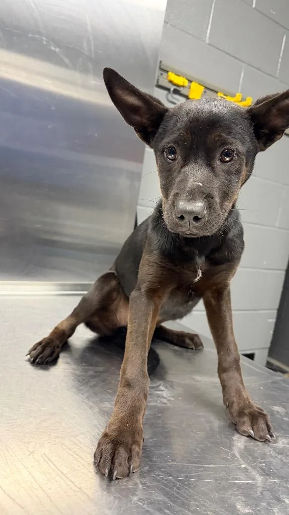 A baby medium-sized female Black Mouth Cur dog named Dime for adoption in Missouri City, TX