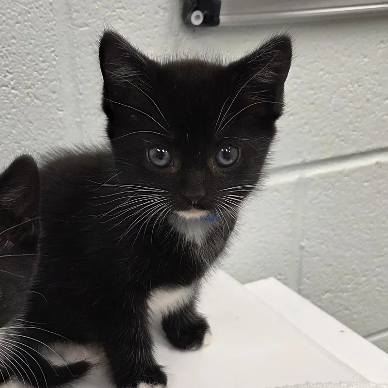 A baby small-sized female Black Domestic Short Hair cat named Sonic for adoption in Chattanooga, TN