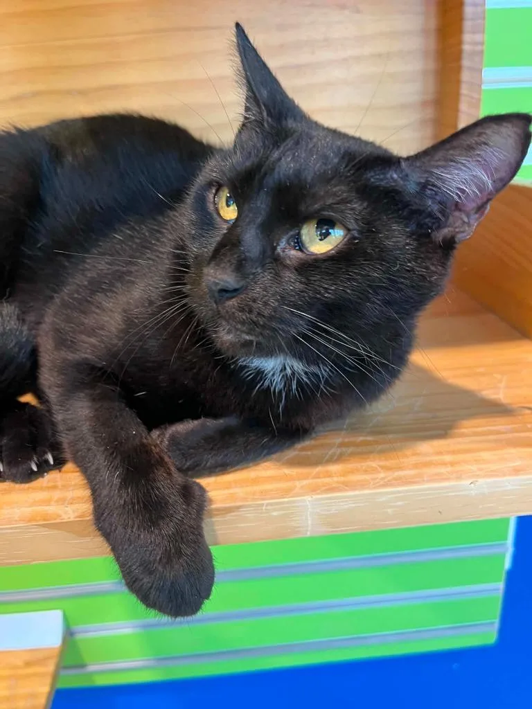 An adult small-sized female Black Domestic Short Hair cat named Jasmine for adoption in Tyler, TX