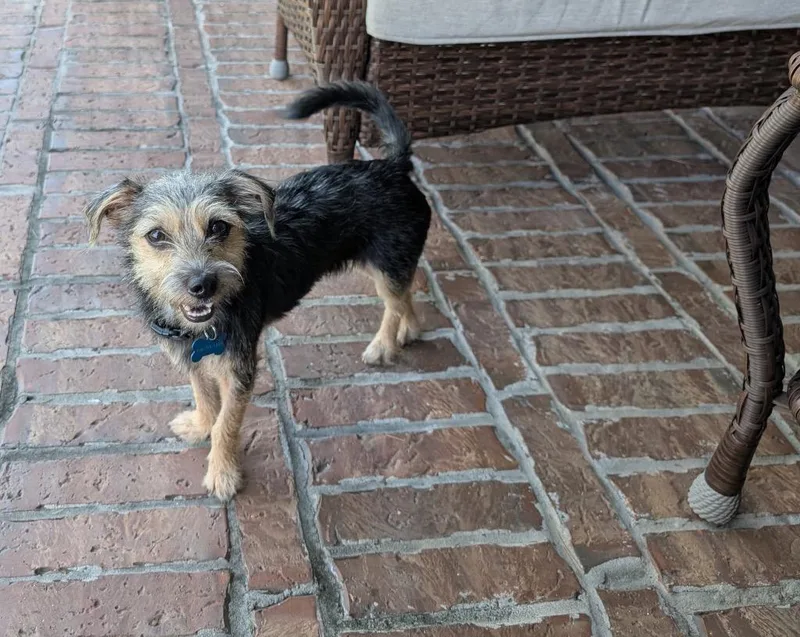 A young small-sized male Dachshund dog named Charles Maxwell for adoption in CONROE, TX