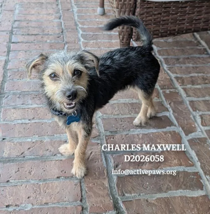 Charles Maxwell thumbnail 4
