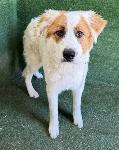 A young large-sized male Great Pyrenees dog named Oso for adoption in Lancaster, CA