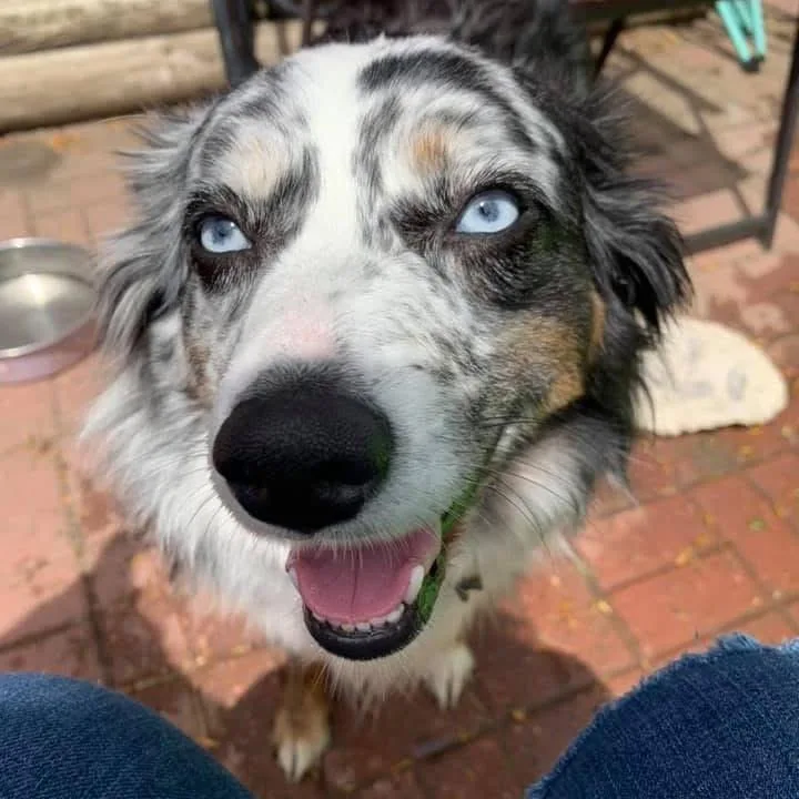 A senior small-sized male Black Australian Shepherd dog named Zeppelin for adoption in Ada, MN