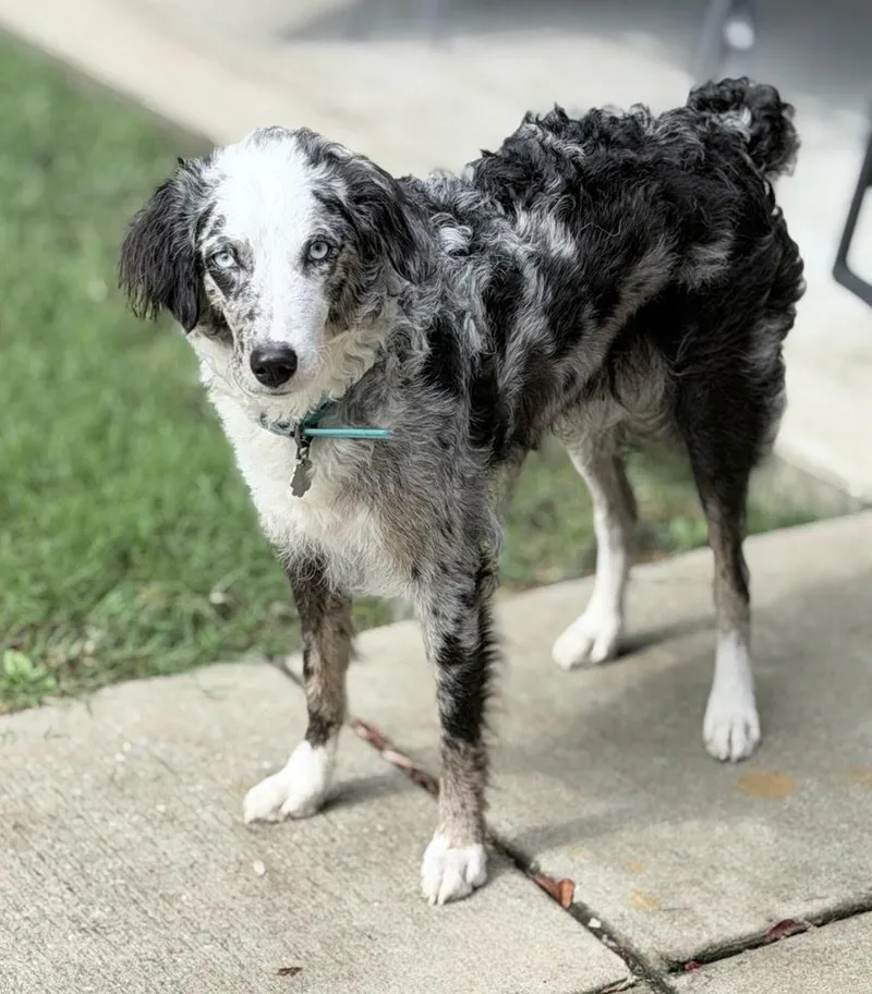 An adult medium-sized female Aussiedoodle dog named Honey for adoption in Spring hill, TN