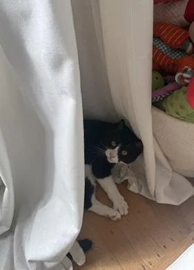 A young medium-sized female Black & White / Tuxedo Domestic Short Hair cat named Sesame for adoption in San Francisco, CA