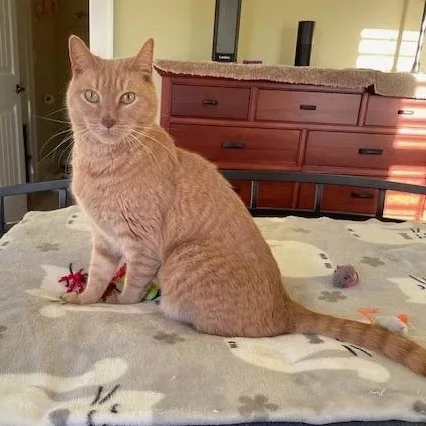 Felix  Athens  thumbnail 2