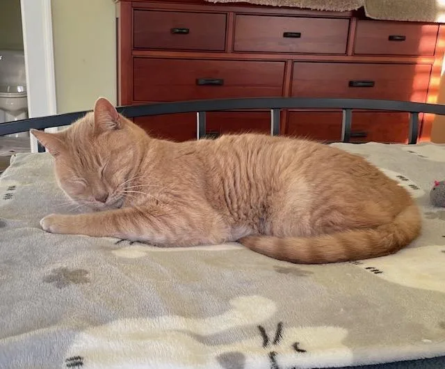 Felix  Athens  thumbnail 3