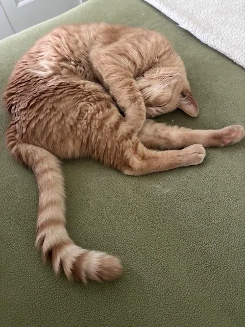 Felix  Athens  thumbnail 4