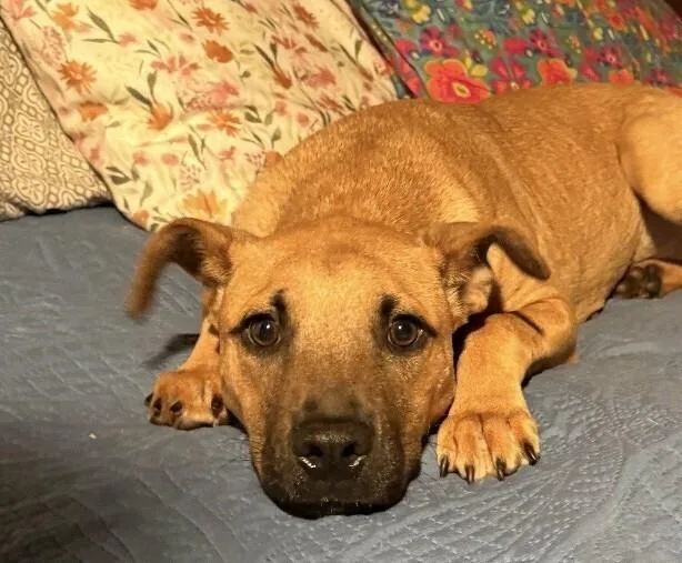 Pup Kiara