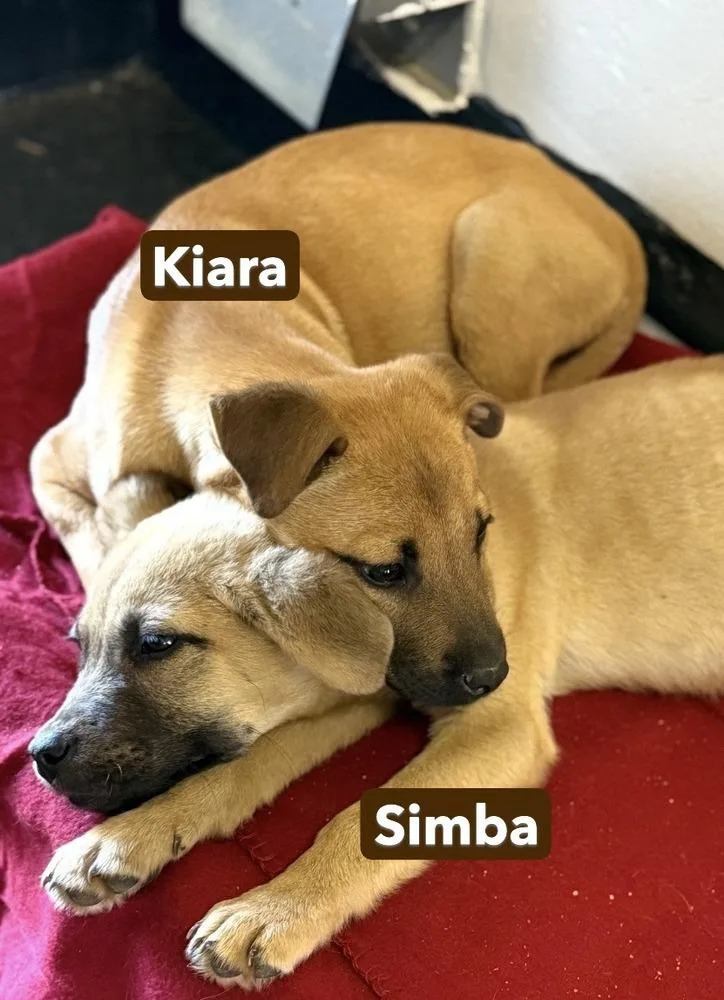 Pup Kiara thumbnail 3