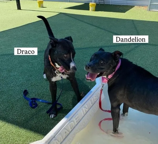 An adult large-sized male Labrador Retriever dog named Draco for adoption in Austin, TX