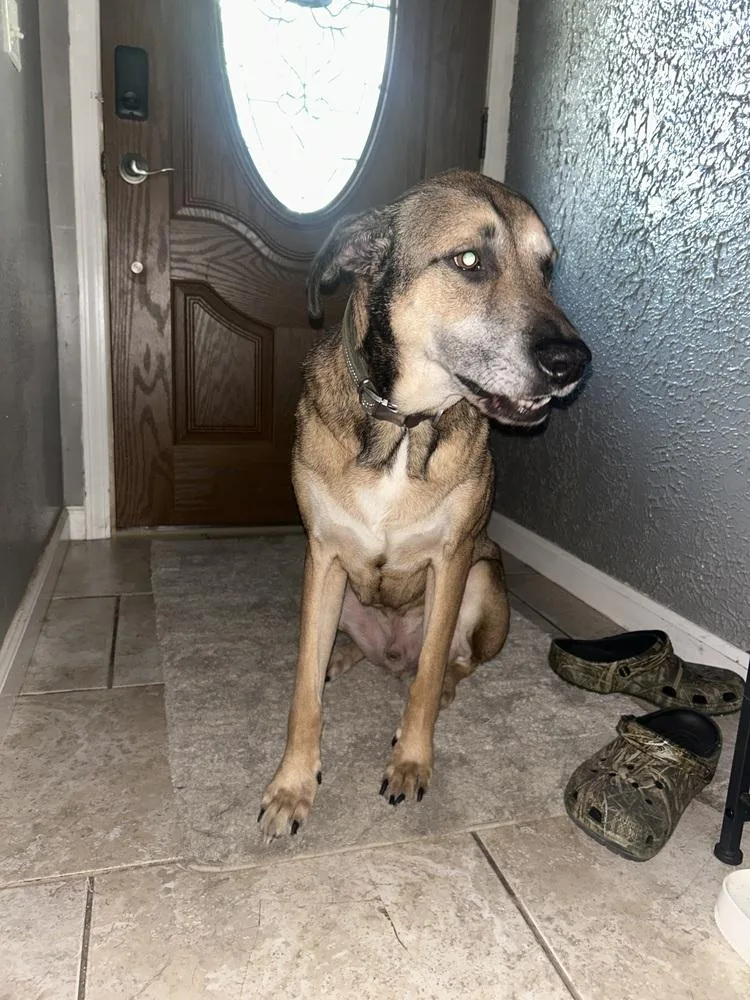 An adult large-sized male German Shepherd Dog dog named Prince for adoption in Warrenton, MO