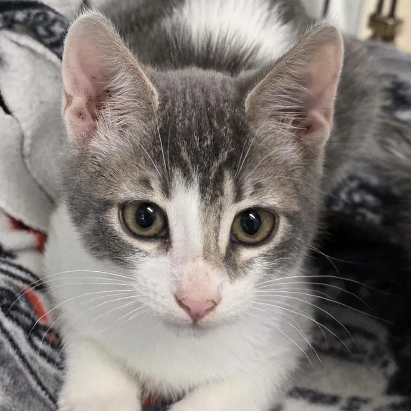 A baby small-sized female White Domestic Short Hair cat named Marley for adoption in Wiggins, MS