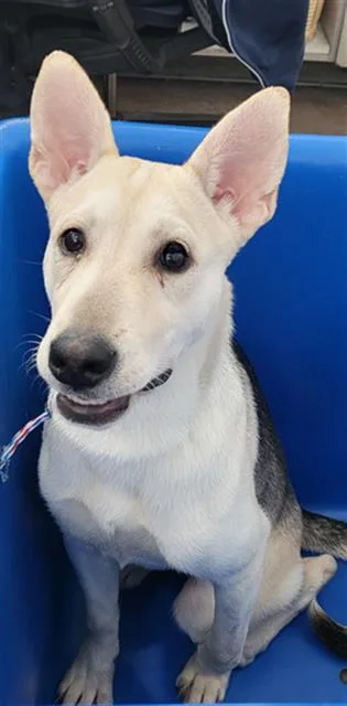 A baby medium-sized female Mixed Breed dog named Venus for adoption in Dallas, TX
