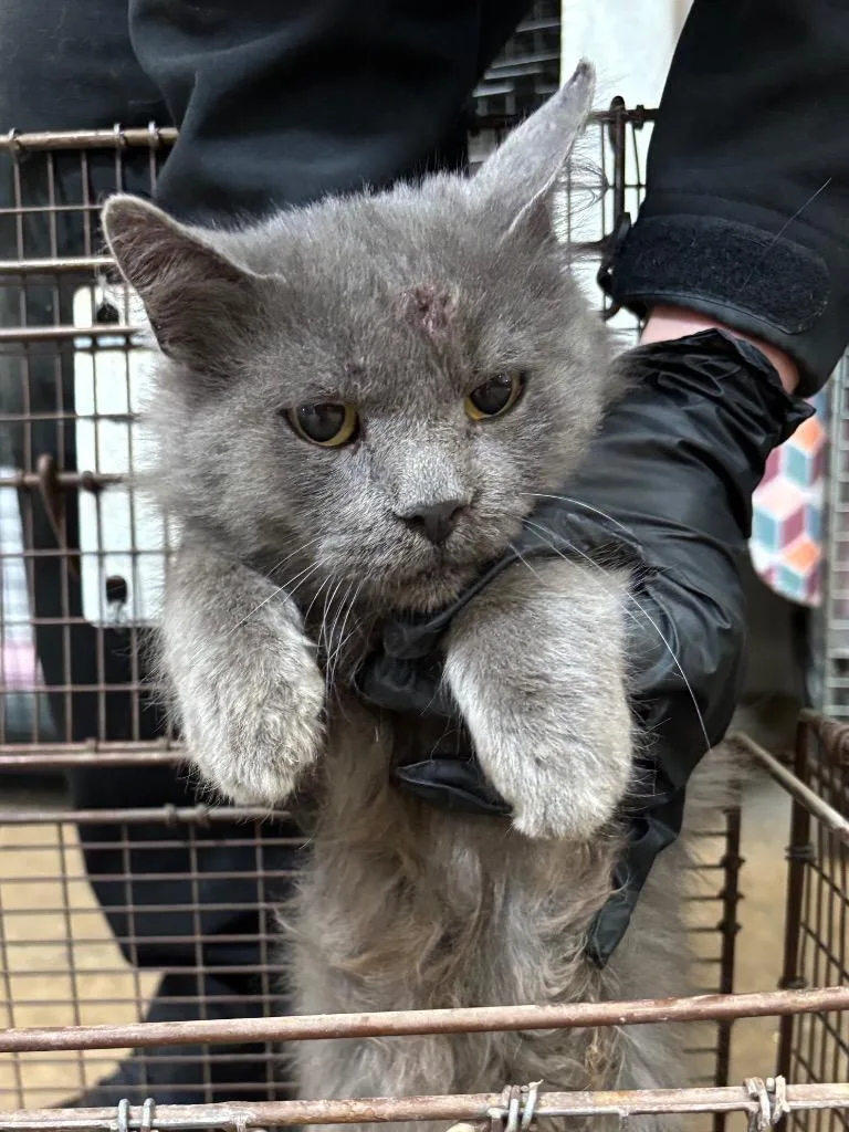 A young medium-sized female Domestic Medium Hair cat named Whisper for adoption in Gillette, WY