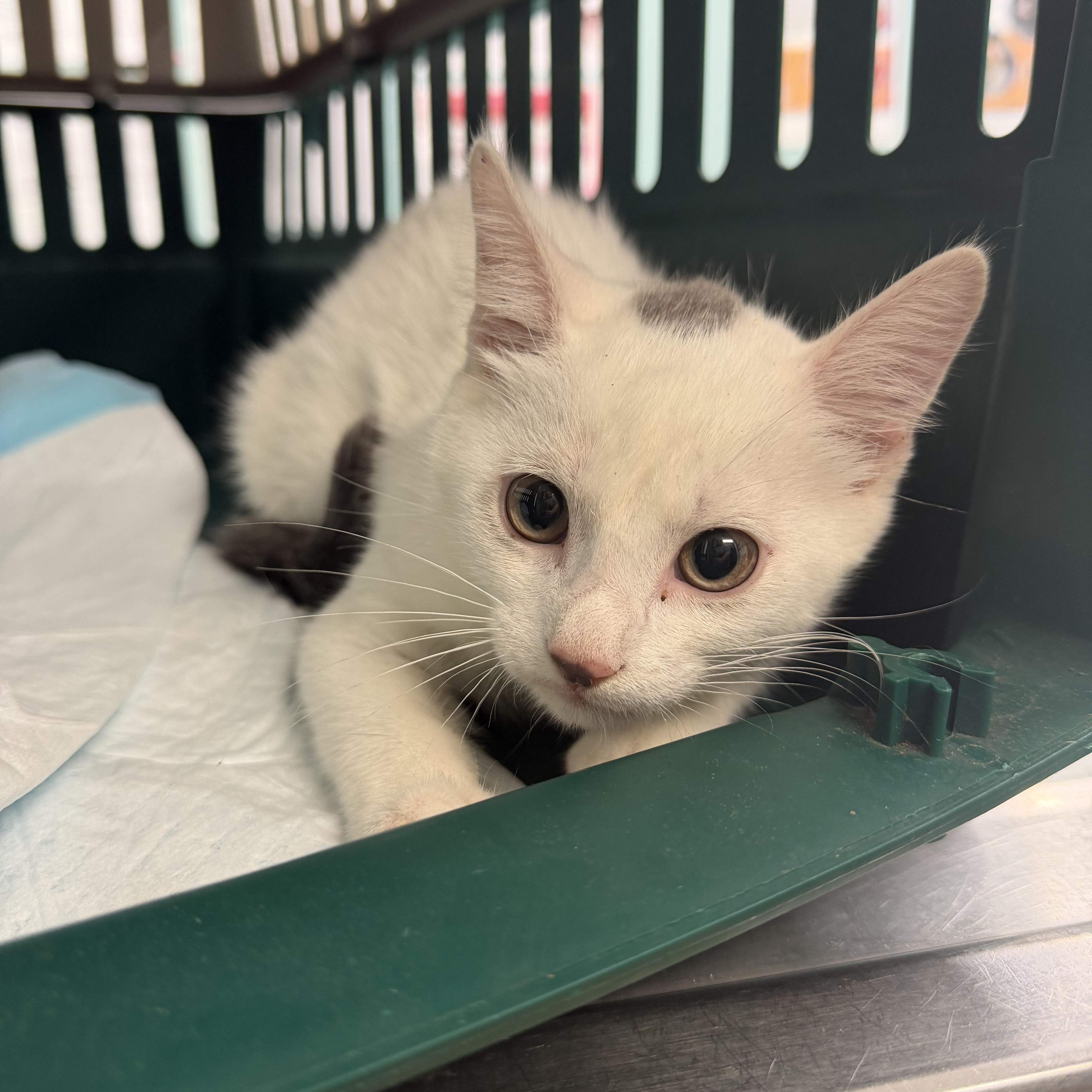 A baby medium-sized male White Domestic Short Hair cat named Eminem for adoption in Hudson, NY