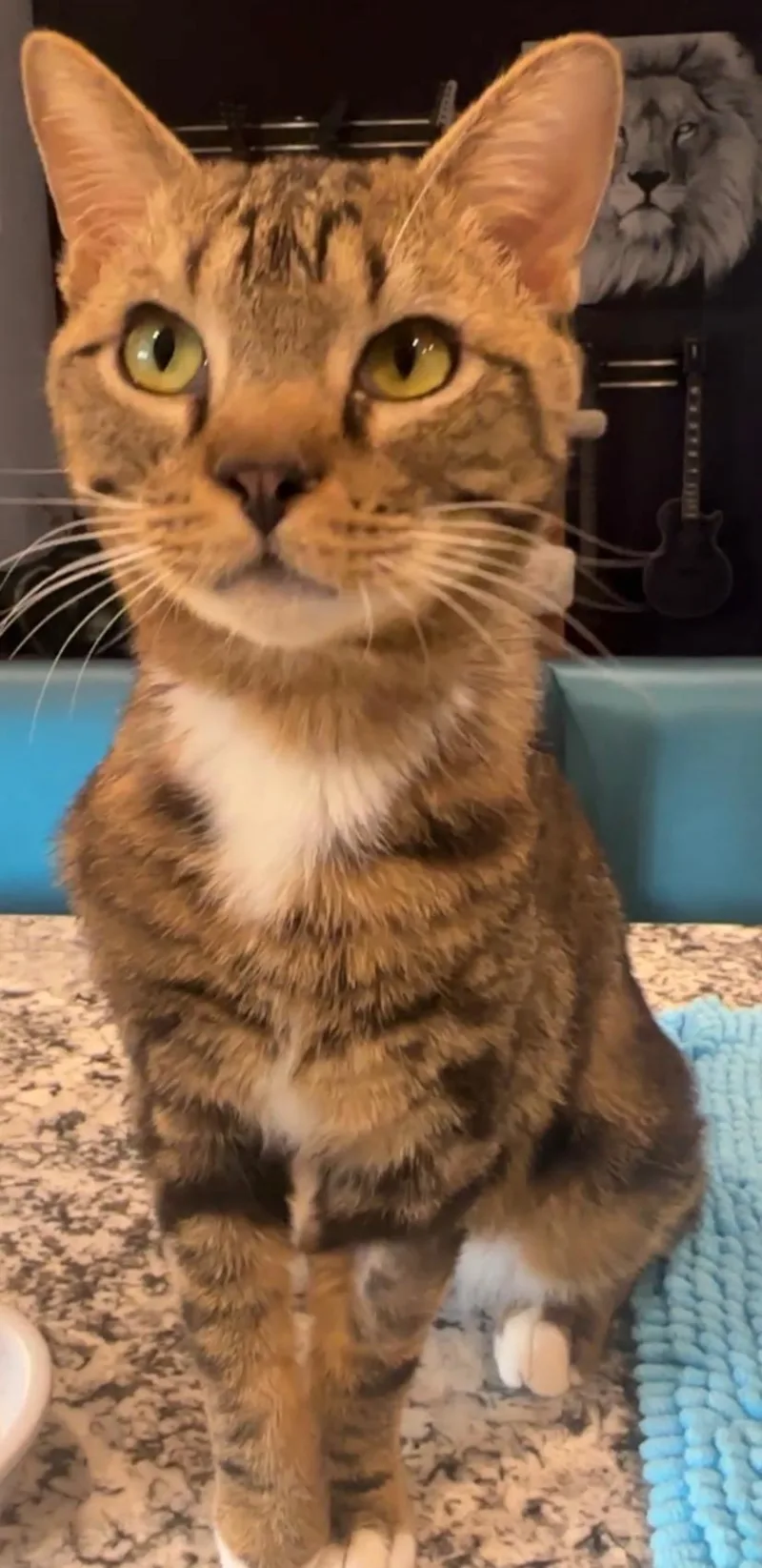 An adult large-sized male Domestic Short Hair cat named Mr. Linda for adoption in Phoenix, AZ