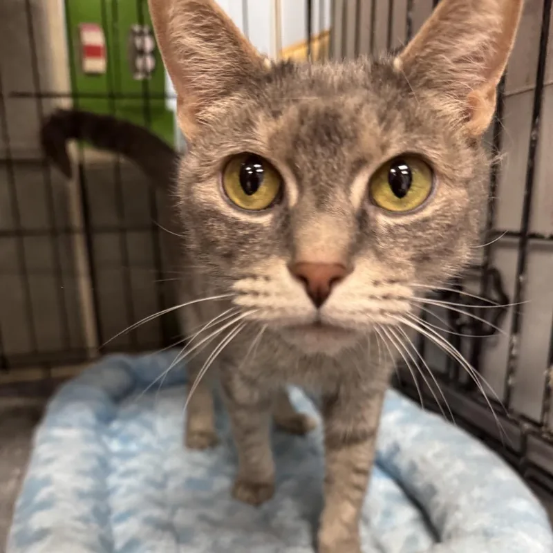 Victoria thumbnail 2