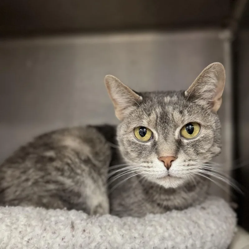 Victoria thumbnail 3