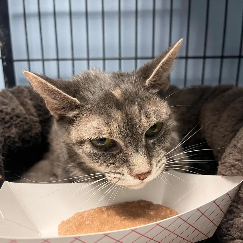 Victoria thumbnail 4