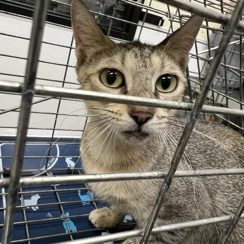 A young medium-sized female Gray / Blue / Silver Domestic Short Hair cat named Pam for adoption in Galveston, TX