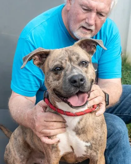 An adult large-sized male Mixed Breed dog named Glenex for adoption in Chamblee, GA