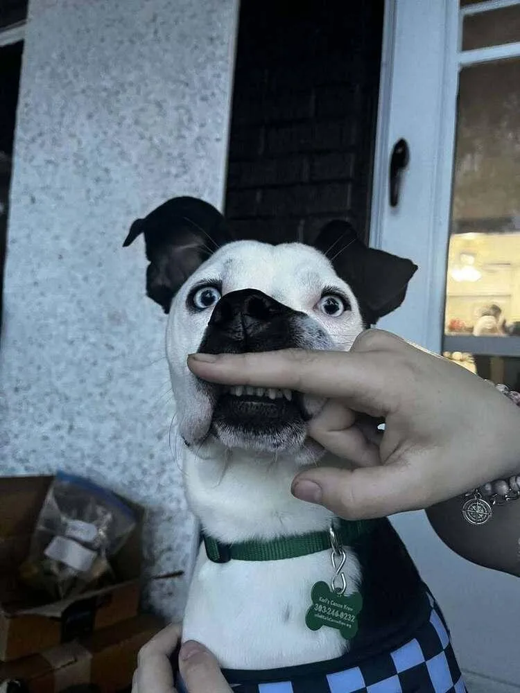 Mickey aka Oscar thumbnail 2