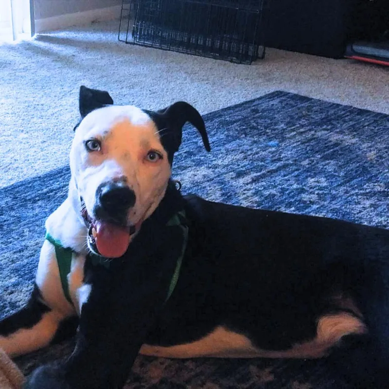 Mickey aka Oscar thumbnail 3