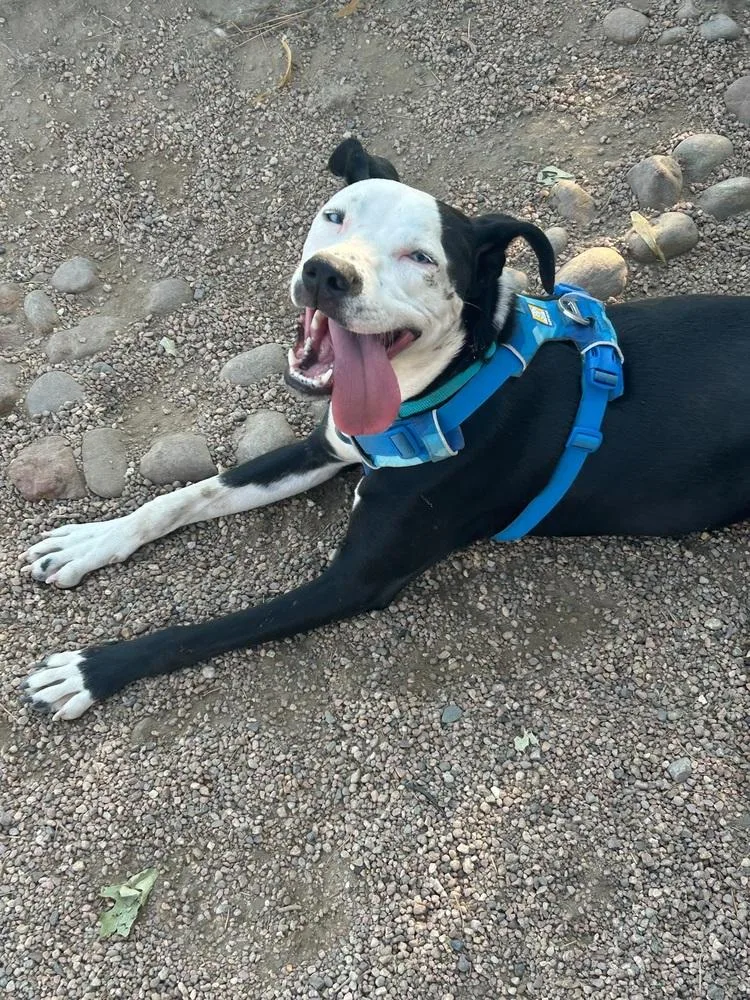 Mickey aka Oscar thumbnail 5