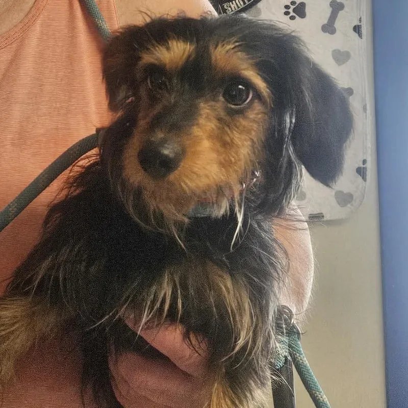 A young small-sized male Black Miniature Dachshund dog named Guppy for adoption in Saint John, IN
