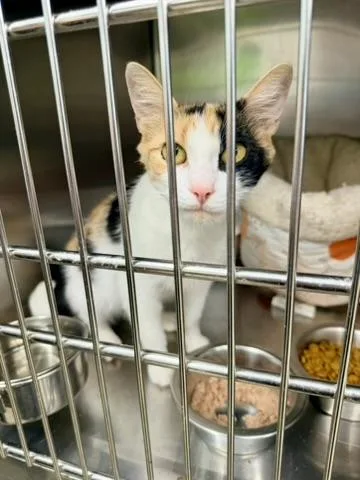 A young medium-sized female Calico Domestic Short Hair cat named Marigold for adoption in Petersburg, VA