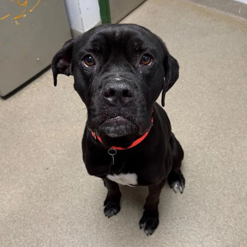 An adult medium-sized male Black Boxer dog named Freddie for adoption in Brookfield, WI