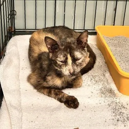 A senior medium-sized female Black Domestic Short Hair cat named Jaguar for adoption in Freeport, FL