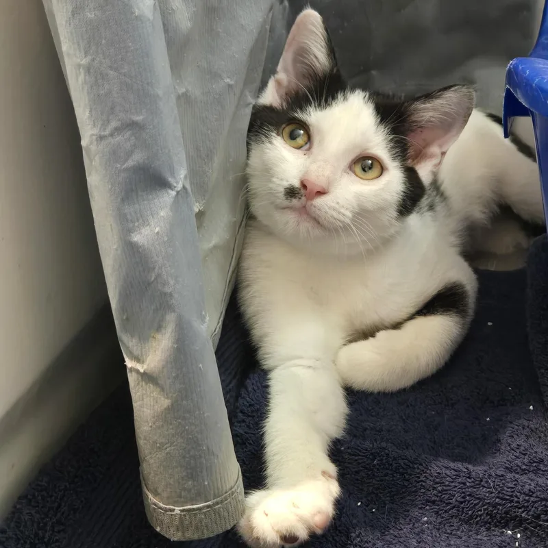 A young large-sized male Black Domestic Short Hair cat named Sarge for adoption in Wilmington, NC