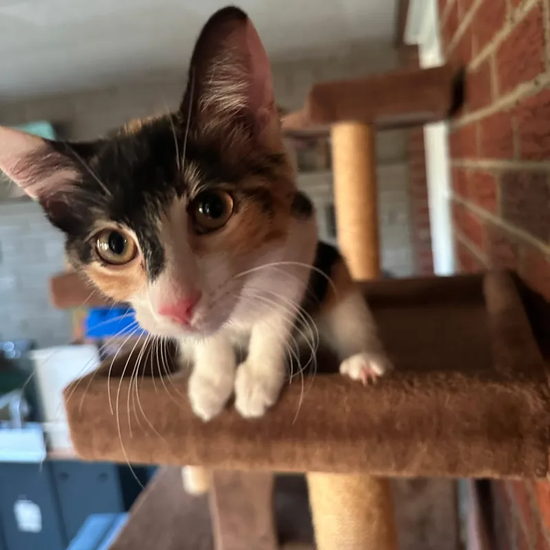 A baby medium-sized female Calico cat named Croissant for adoption in Washington, PA