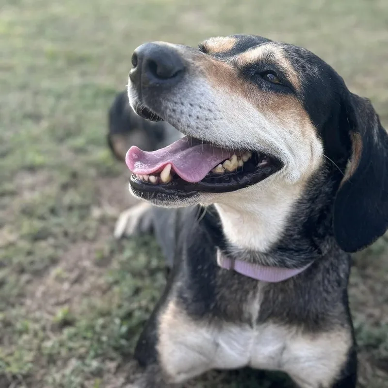 An adult medium-sized female Mixed Breed dog named Sweetie Pie for adoption in Long Island City, NY