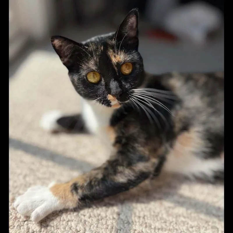 A young medium-sized female Black & White / Tuxedo Domestic Short Hair cat named Missy for adoption in Raleigh, NC