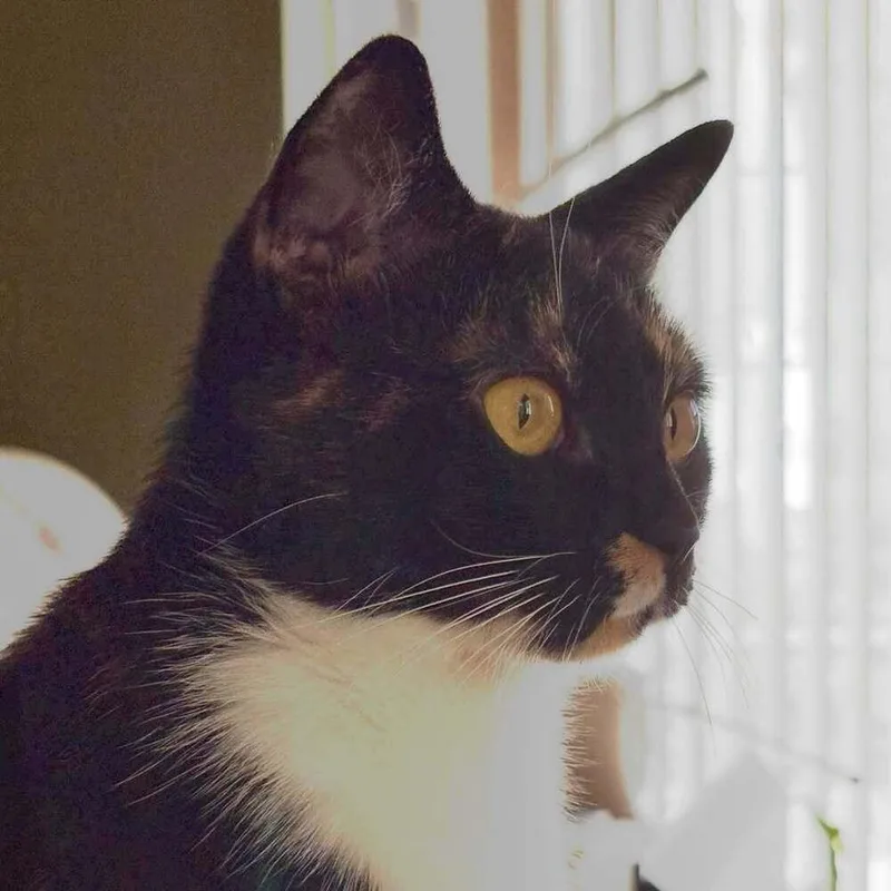 Missy thumbnail 3