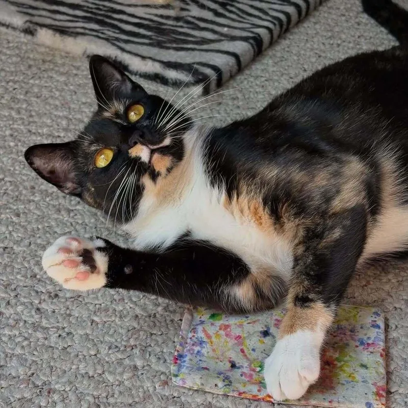 Missy thumbnail 4