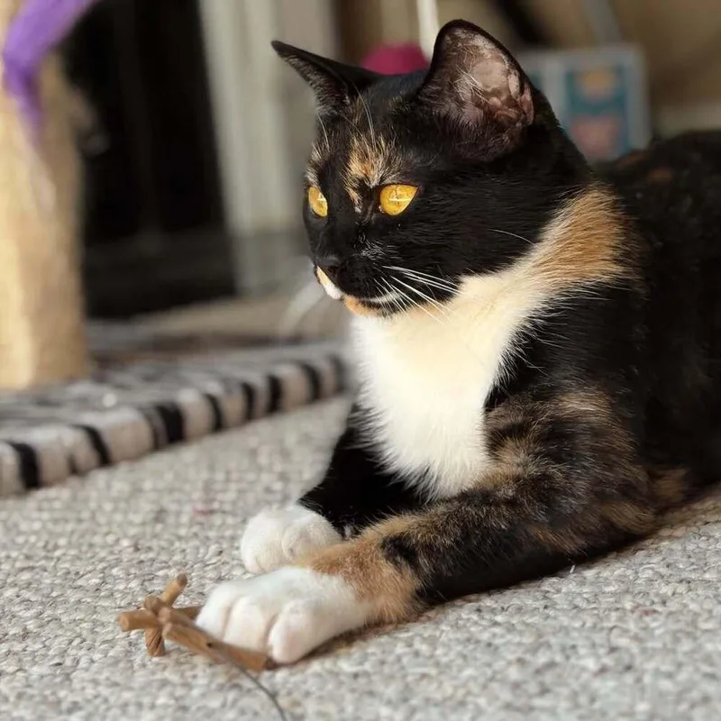 Missy thumbnail 5