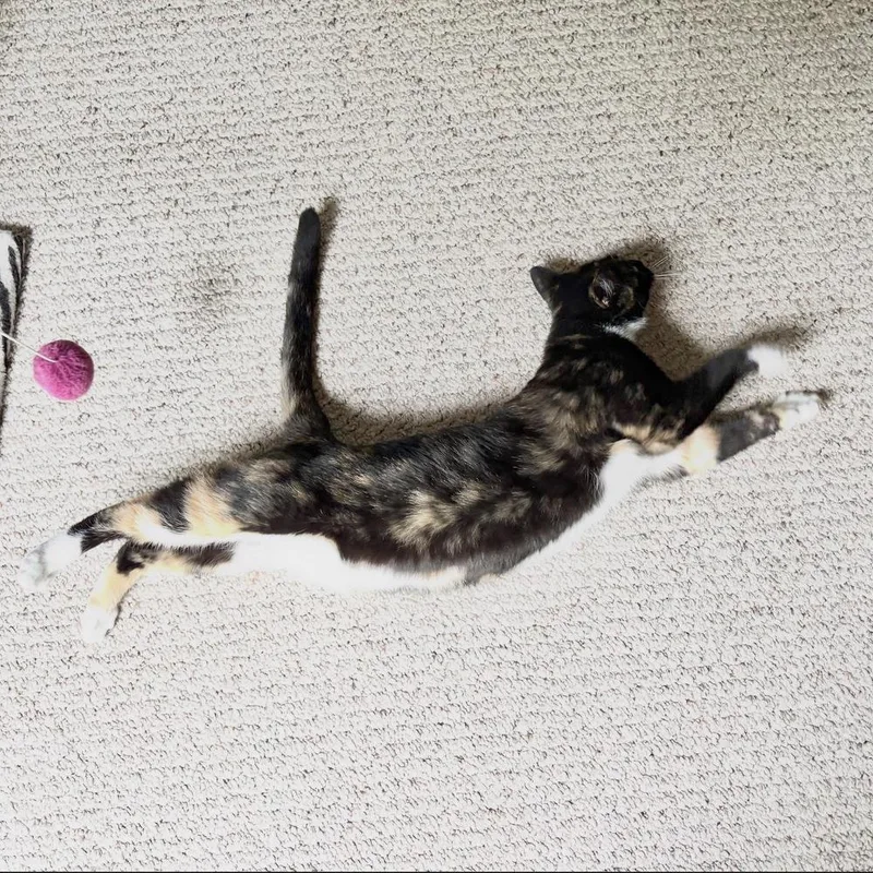 Missy thumbnail 6