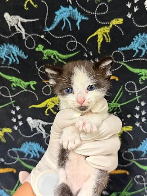 A baby small-sized female Domestic Short Hair cat named Apple Pie for adoption in Riverside, CA